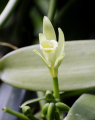 Vanilla planifolia image