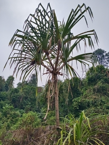 Pandanus furcatus