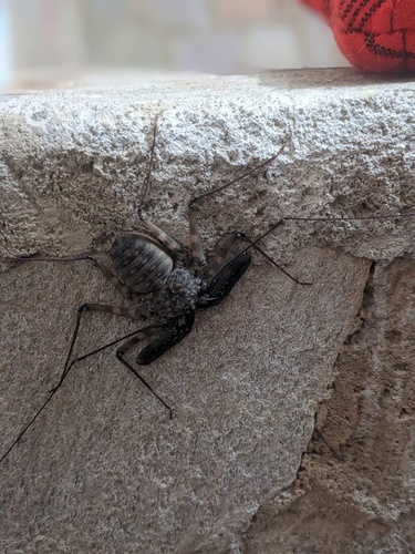 Common Whipspider