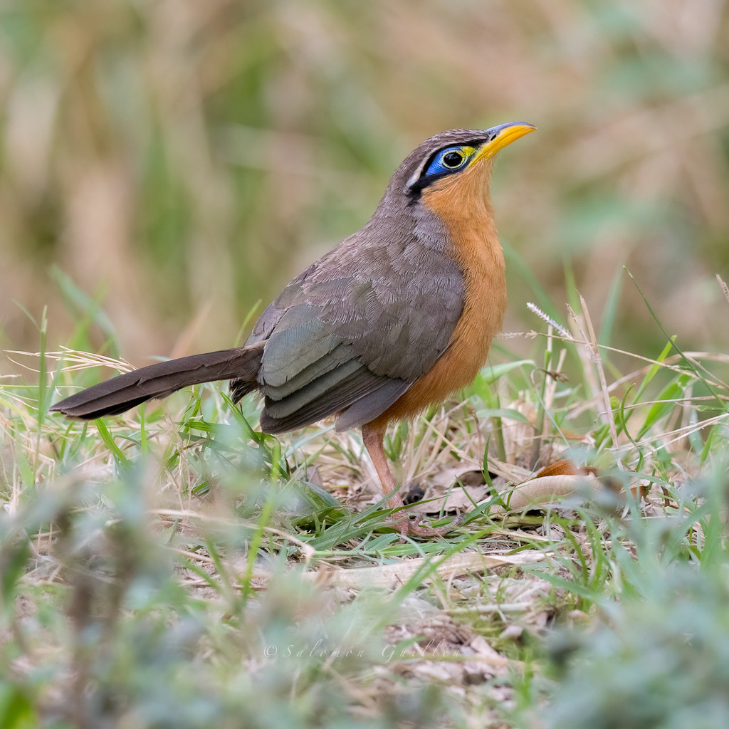 Lesser Ground-Cuckoo photo