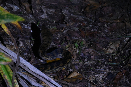 Australian Scrub Python sighting