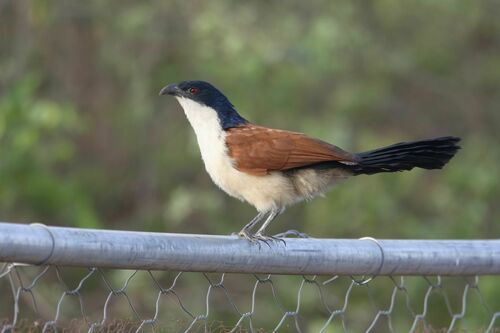 Blue-headed Coucal
