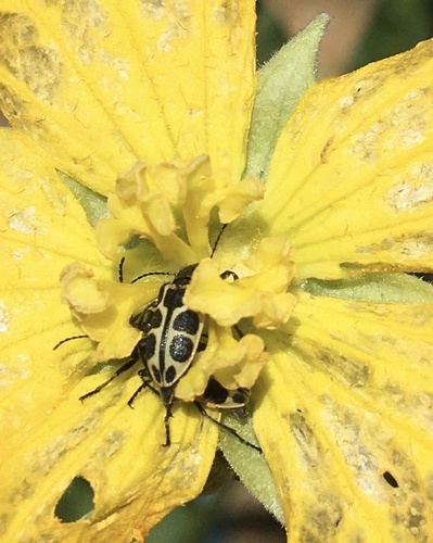Astylus variegatus