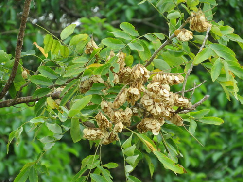 Ateleia pterocarpa