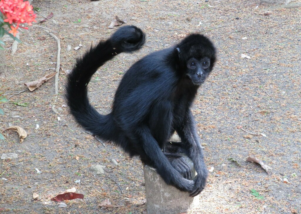 Macaco Aranha de cara preta - Zoo Santo Inácio