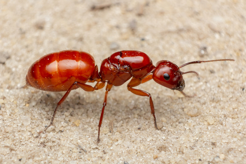 Chestnut Carpenter Ant