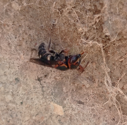 Epanthidium araranguense