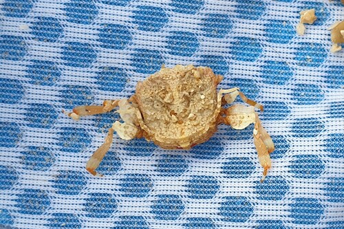 Neopalicus