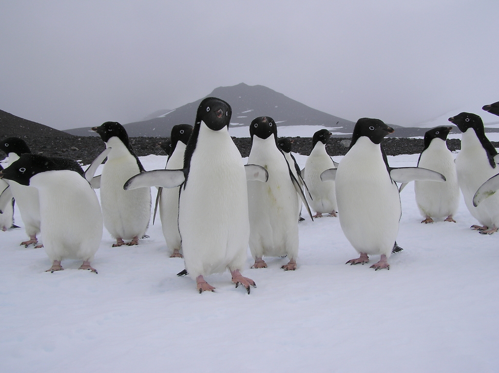Adelie Penguin (Pygoscelis adeliae) · iNaturalist