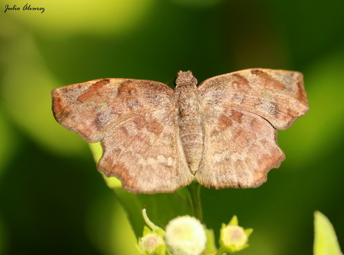 Common Spurwing