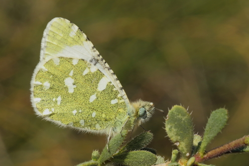 Euchloe tagis (Hübner, 1804)