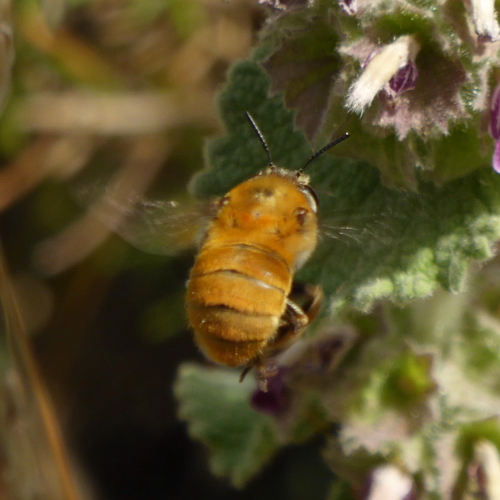 Anthophora ferruginea