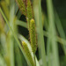 San Diego Sedge - Photo (c) 113675593665680248221, all rights reserved, uploaded by 113675593665680248221