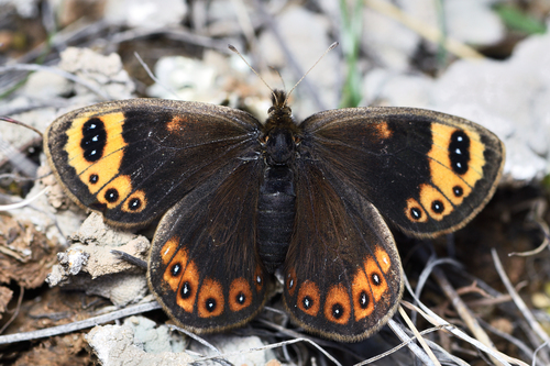 Erebia epistygne Hübner, 1816