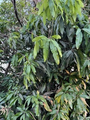 Mangifera indica image