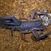 Slender Brown Scorpion - Photo (c) Jay L. Keller, all rights reserved, uploaded by Jay L. Keller