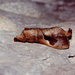 大褐斑枯葉蛾 - Photo 由 Taewoo Kim 所上傳的 (c) Taewoo Kim，保留所有權利