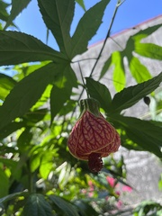 Callianthe picta image