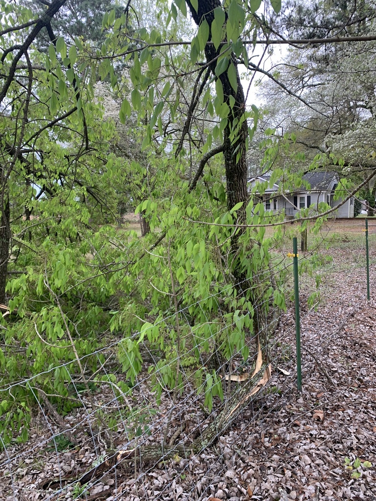 dicots from Claussen Rd, Florence, SC, US on March 27, 2023 at 0628 PM