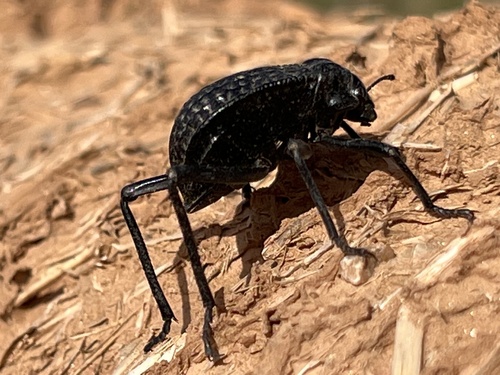 Pitted Beetle