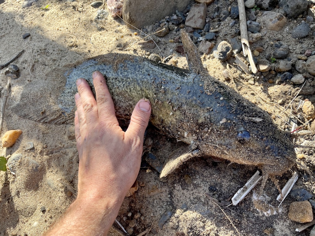 Freshwater Catfish from Lockyer Creek, Patrick Estate, QLD, AU on ...