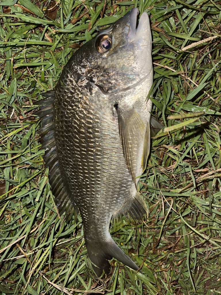 Yellowfin Bream from 19th Ave, Elanora, QLD, AU on December 25, 2022 at 0750 PM by Jack.M