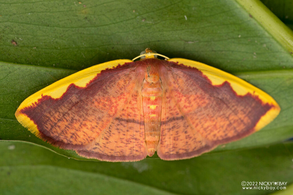Geometer Moths from Venus Dr, Singapore on December 18, 2014 at 10:39 ...
