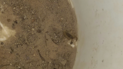 Lesser Stripetail Scorpion