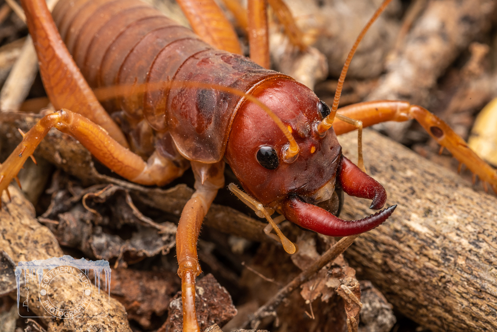 Mercury Island Tusked Weta in March 2023 by Danilo Hegg · iNaturalist