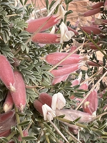 Astragalus spinosus