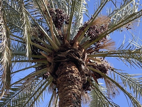 Date Palm