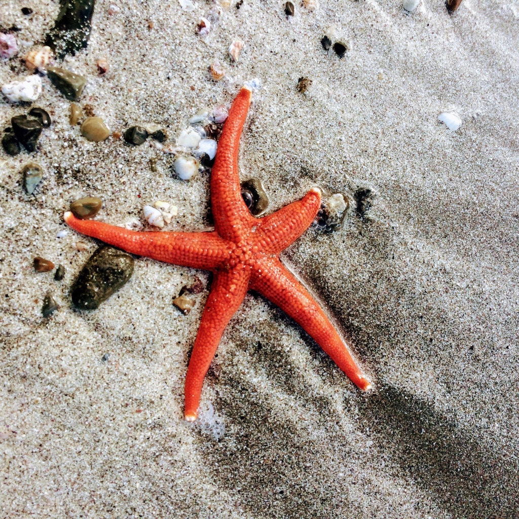 Japanese orange sea star from 一色, 三浦郡葉山町, 神奈川県, JP on February 14, 2017 ...