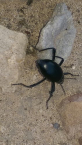 Stink beetle (Eleodes)
