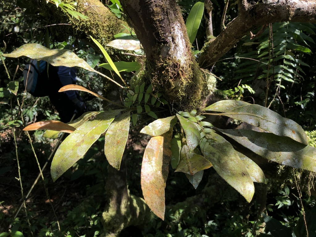 Elaphoglossum callifolium (Elaphoglossum callifolium)