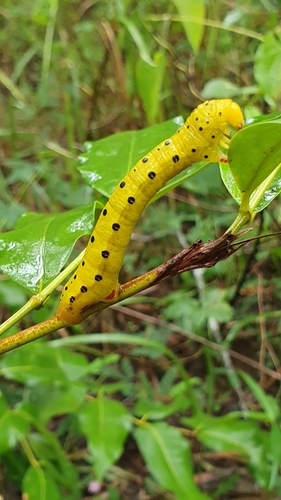 four o'clock moth