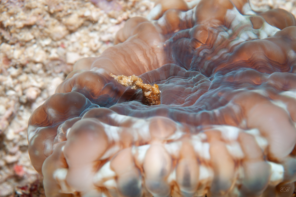 Button Coral in March 2023 by Emma Brown · iNaturalist