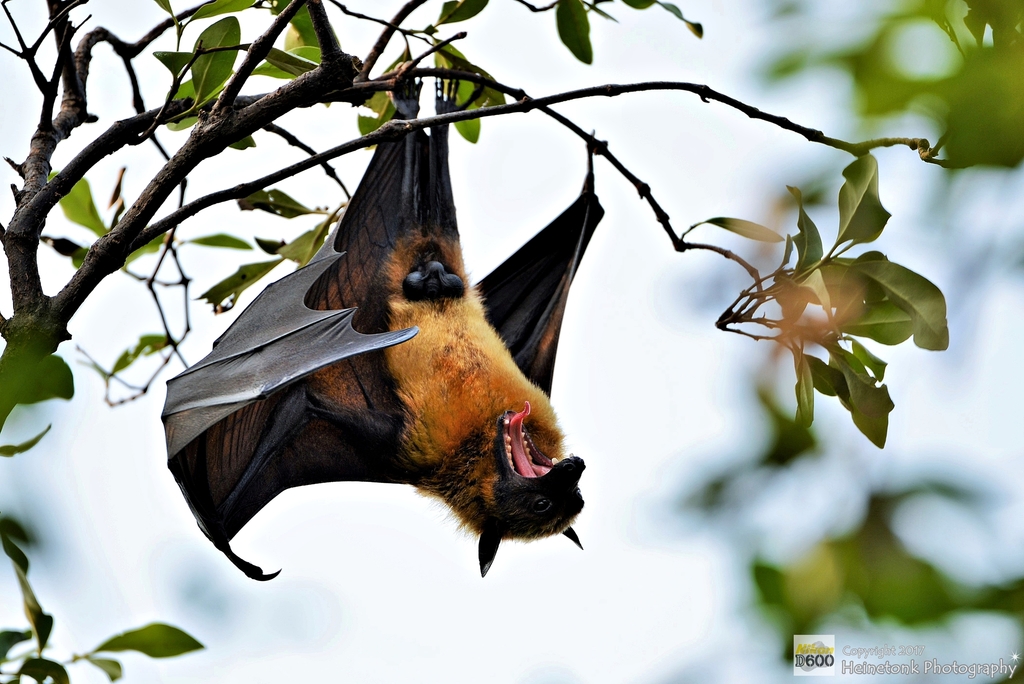 Lyle's Flying-fox (Pteropus lylei) · iNaturalist