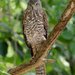 Christmas Goshawk - Photo (c) Hickson Fergusson, all rights reserved, uploaded by Hickson Fergusson