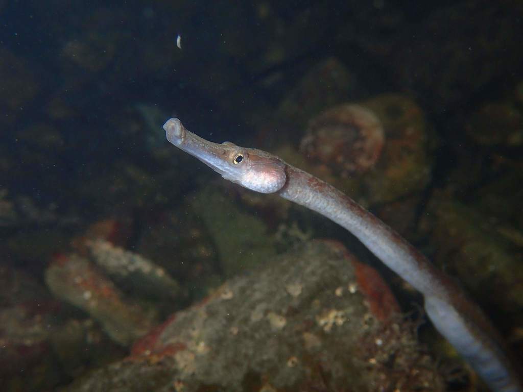 Kelp Pipefish (Syngnathus californiensis) · iNaturalist