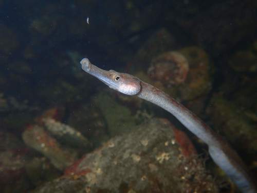 Kelp Pipefish