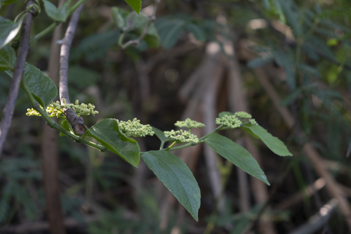 Possum grape (Cissus verticillata)