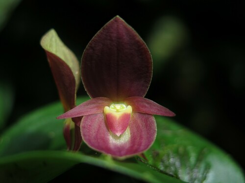 Gonzaleziorum Orchid