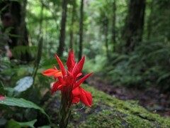Aphelandra aurantiaca image