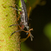 Trichophthalmus miltomerus - Photo (c) Patrich Cerpa, todos los derechos reservados, subido por Patrich Cerpa