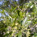 Helietta parvifolia - Photo 由 Luis Fernando Uranga 所上傳的 (c) Luis Fernando Uranga，保留所有權利