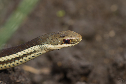 Lateral Water Snake