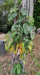 Monstera adansonii image