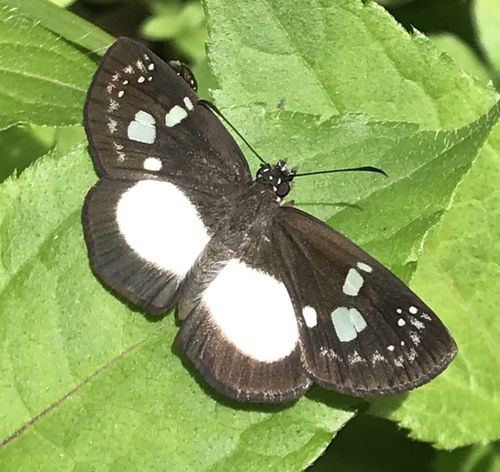 Genus Milanion · iNaturalist