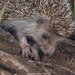 Amur Hedgehog - Photo (c) 异草志, all rights reserved, uploaded by 异草志