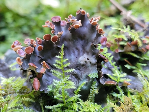horizontal pelt lichen